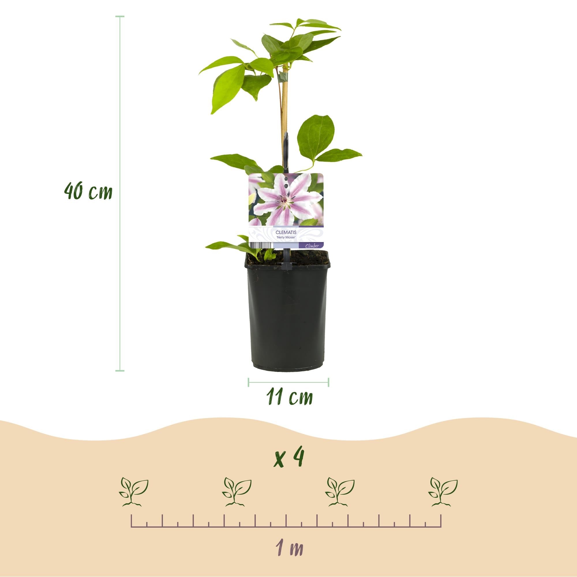 Kletterpflanze Clematis Nelly Moser – Rosa Blüten – Wenig Pflege – 2 Pflanzen – 11cm Höhe 40cm – Für Garten, Balkon & Pergolen – Plant