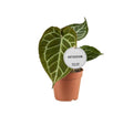 Herzblattblume Anthurium Crystallinum – Zimmerpflanze – Ø12cm – ca. 20cm hoch – Samtige Blätter mit silberner Aderung – Exotisch & pflegeleicht – Plant
