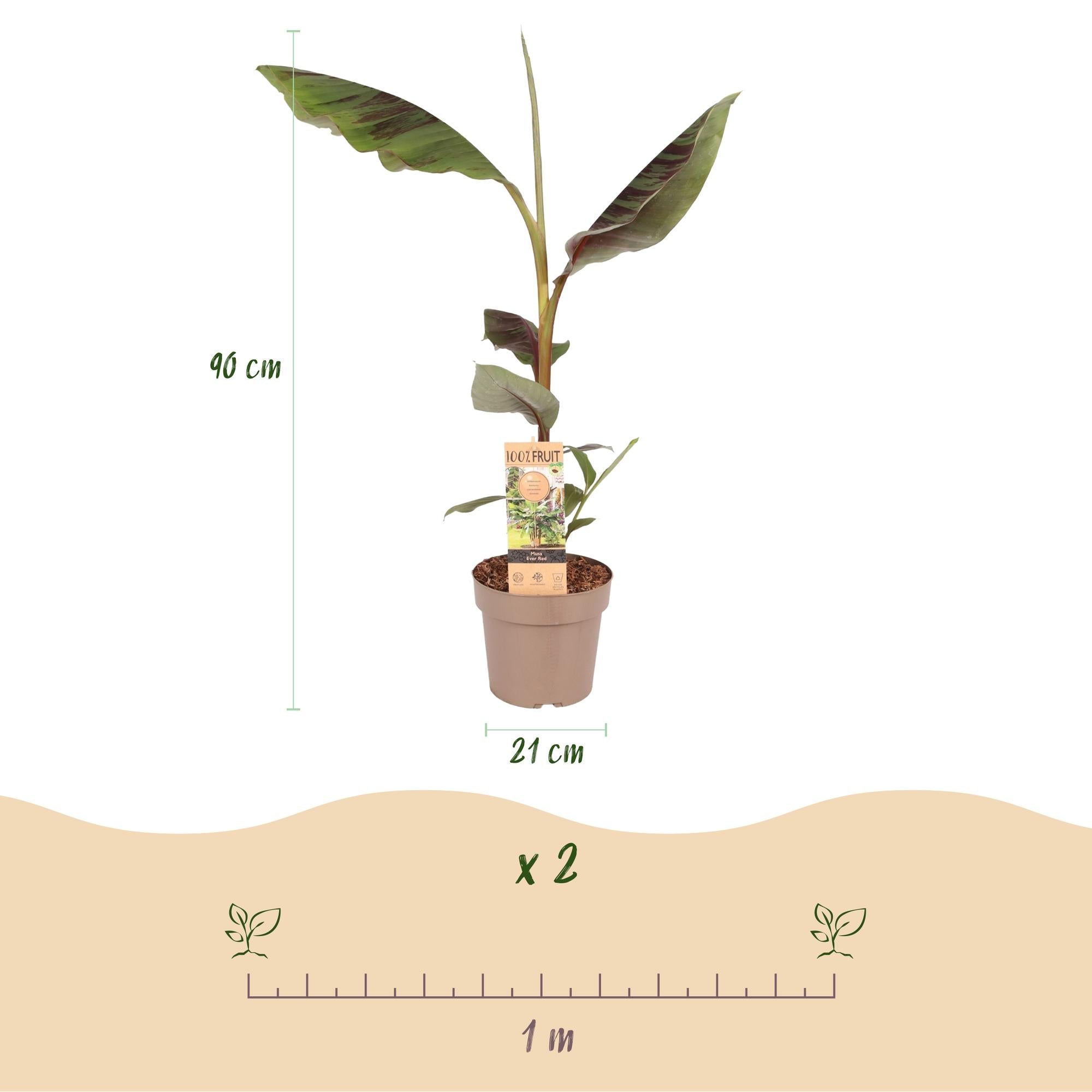 Japanische Faserbanane Musa Ever Red – Obstpflanze – Winterhart – Ø21cm – Höhe ca. 90cm – Rote Stängel & grüne Blätter – Plant