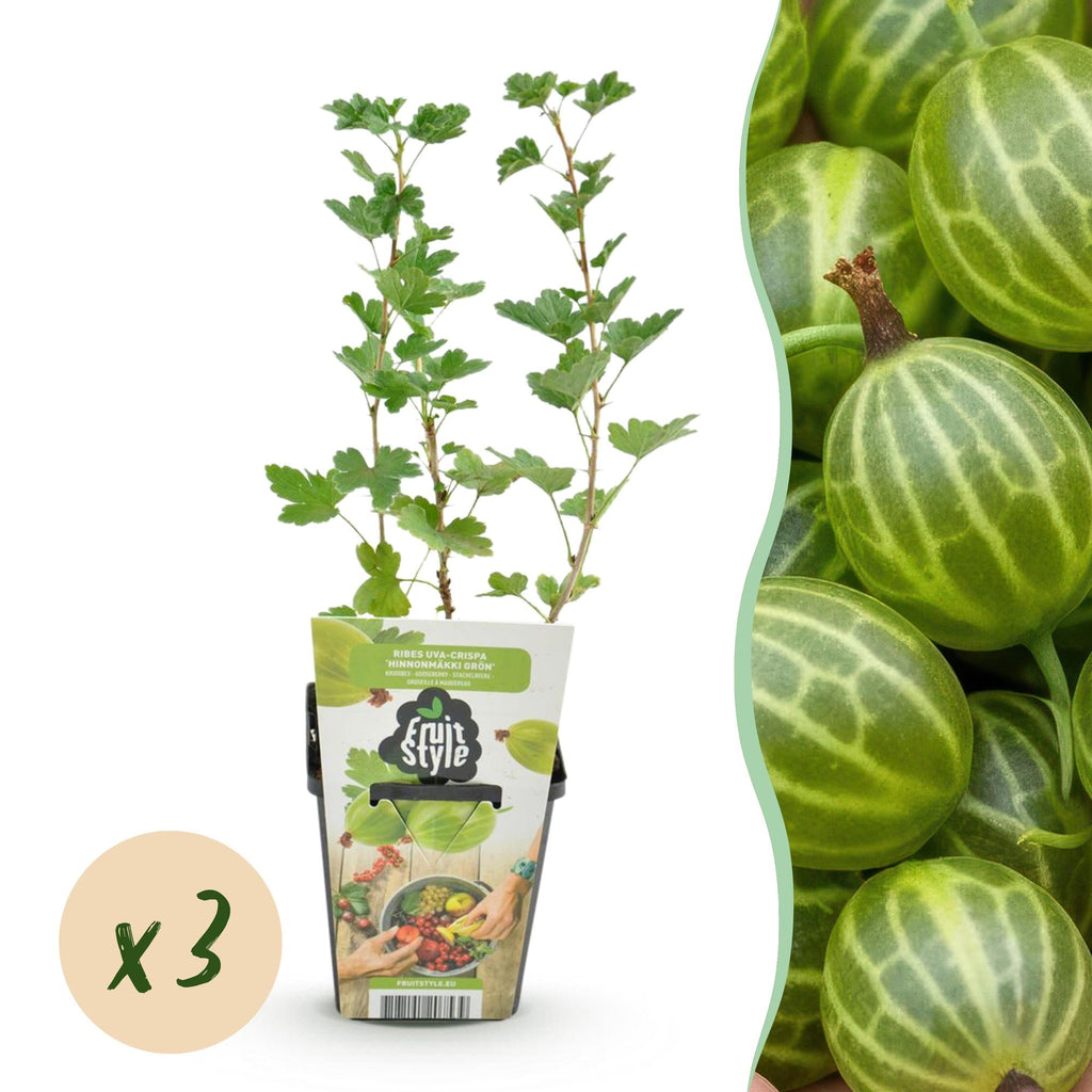 Grüne Stachelbeere Ribes uva – crispa Hinnonmaki Grün winterhart 3 Pflanzen Höhe 30cm Ø9cm – für Garten Beet Balkon & Terrasse