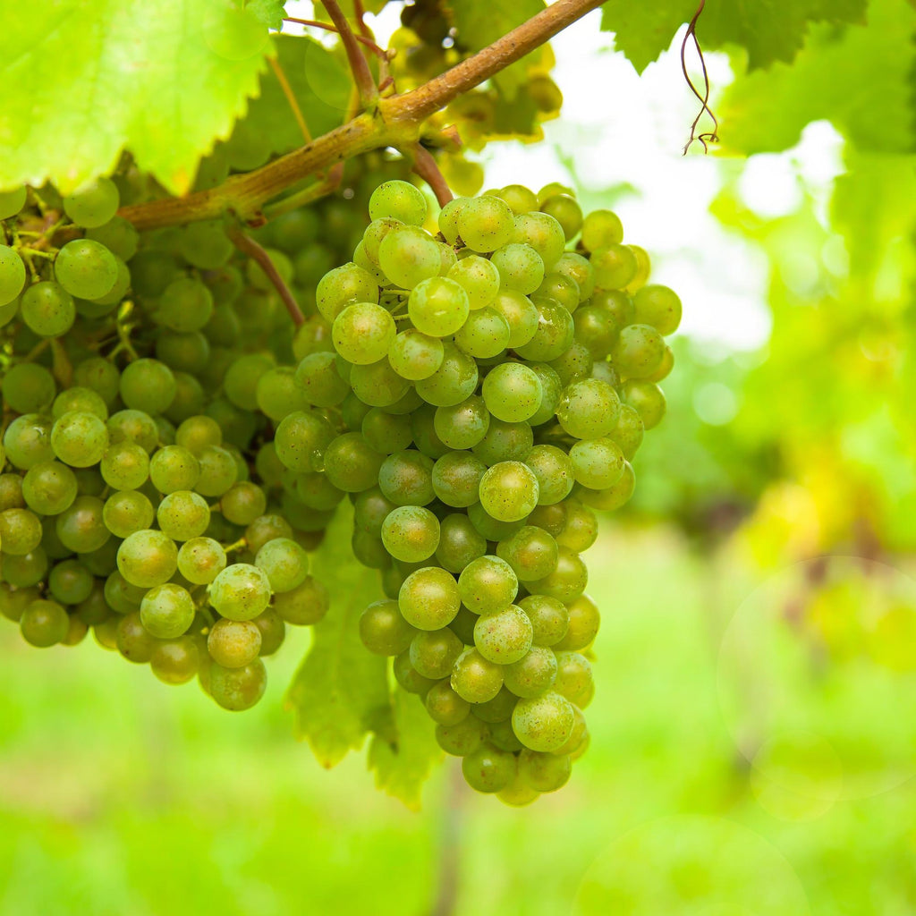 Weinrebe Vitis vinifera Frühzeit von der Laan – Weiße Traube – 2 Pflanzen – Obstpflanze – 15cm – Höhe 50cm – Plant