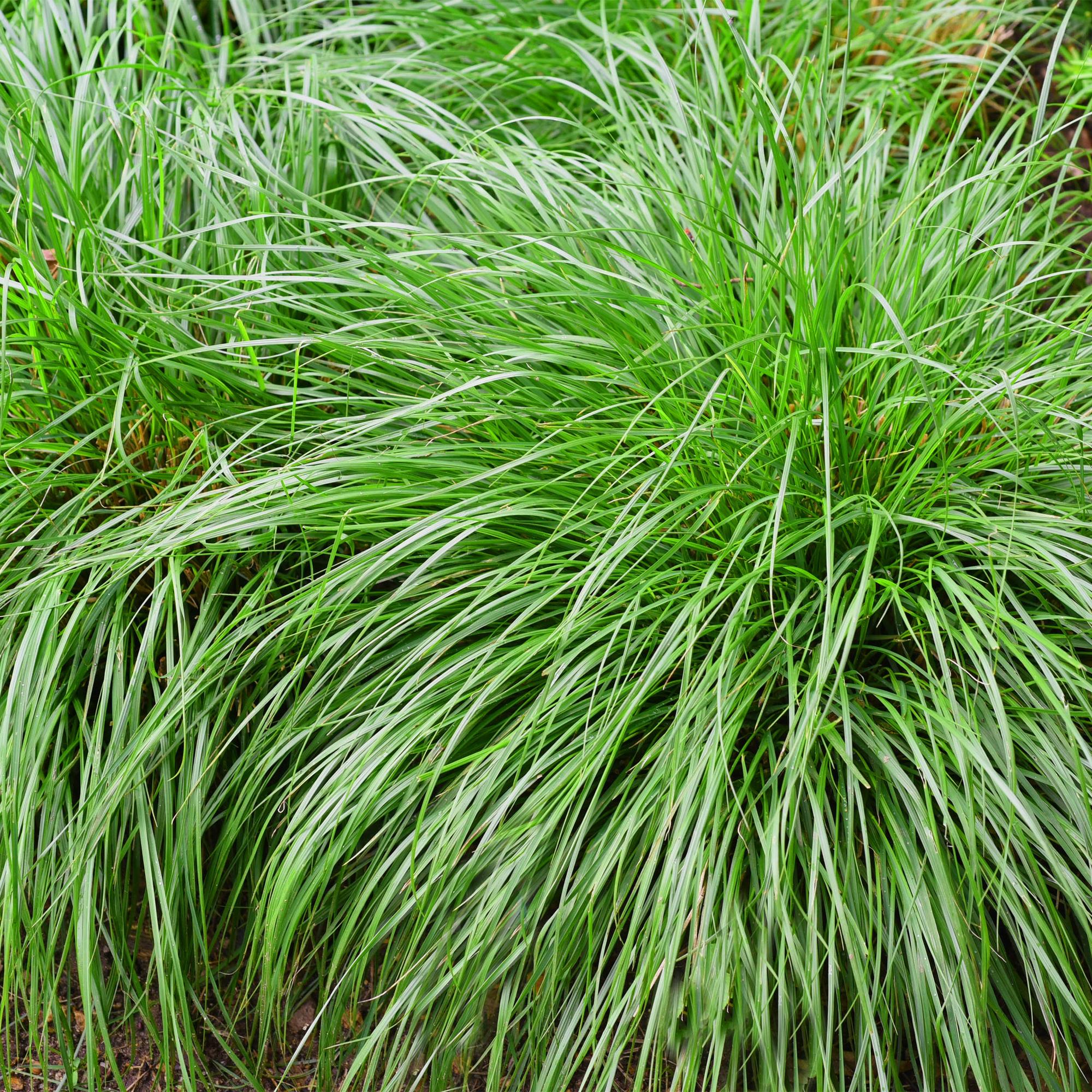 Ziergras Segge Carex oshimensis Intense Green – Intensiv Grün – Immergrün & winterhart – Höhe ca. 50cm – 17cm – Plant