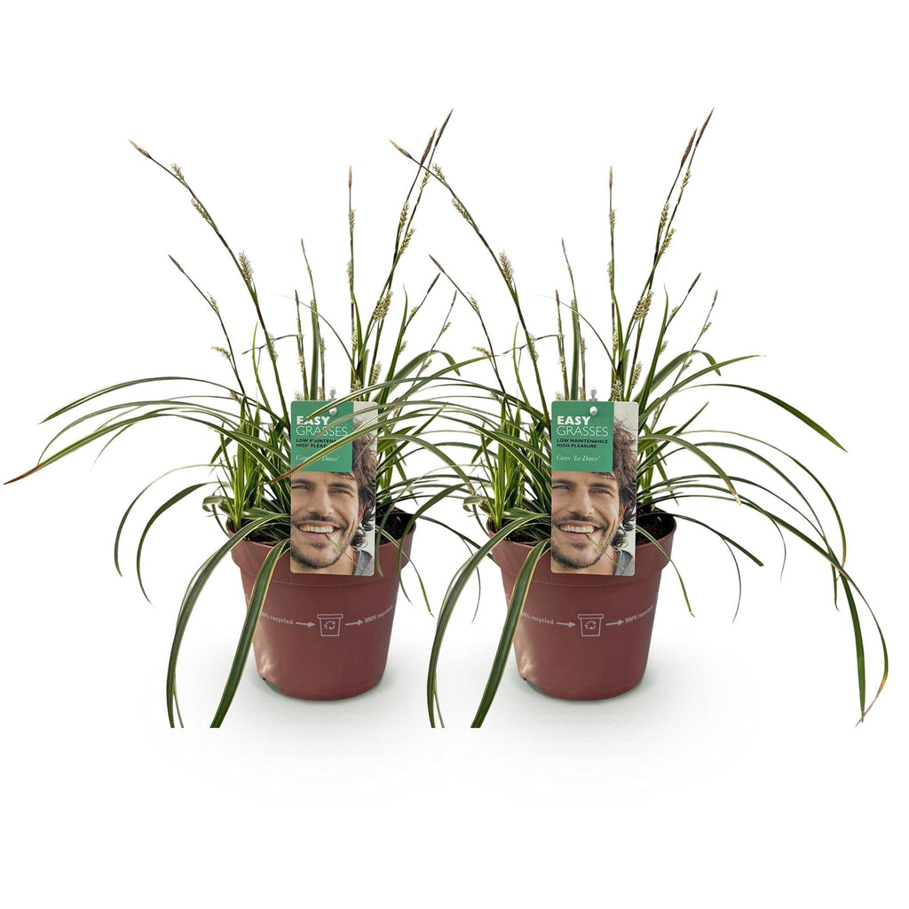 Weißrandige Segge Carex morrowii Ice Dance – Ø17cm – Immergrün, winterhart & pflegeleicht – Weiß – grüne Blätter – Höhe ca. 50cm – Plant