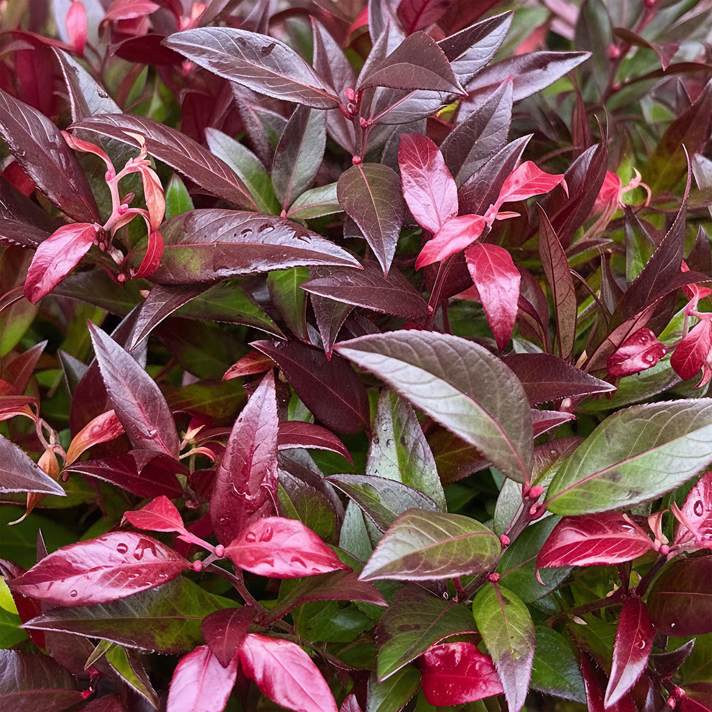 Traubenheide Leucothoe Zeblid – 17cm Höhe ca.45cm – Immergrün & farbintensiv – Rotes Laub – Pflegeleichter dekorativer Zierstrauch – Plant