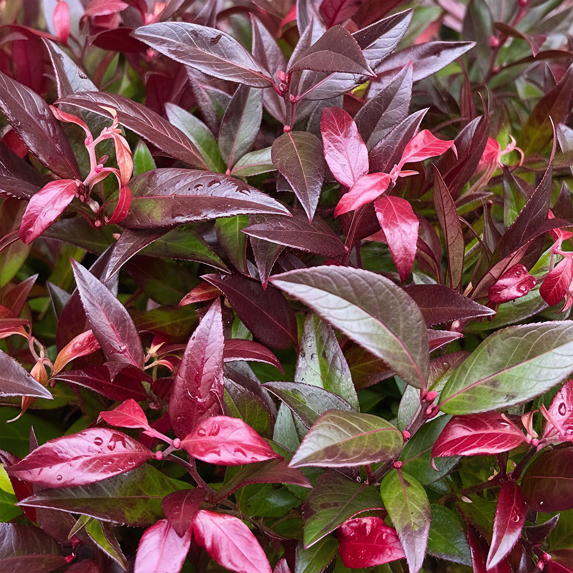 Traubenheide Leucothoe Zeblid – 17cm Höhe ca.45cm – Immergrün & farbintensiv – Rotes Laub – Pflegeleichter dekorativer Zierstrauch – Plant