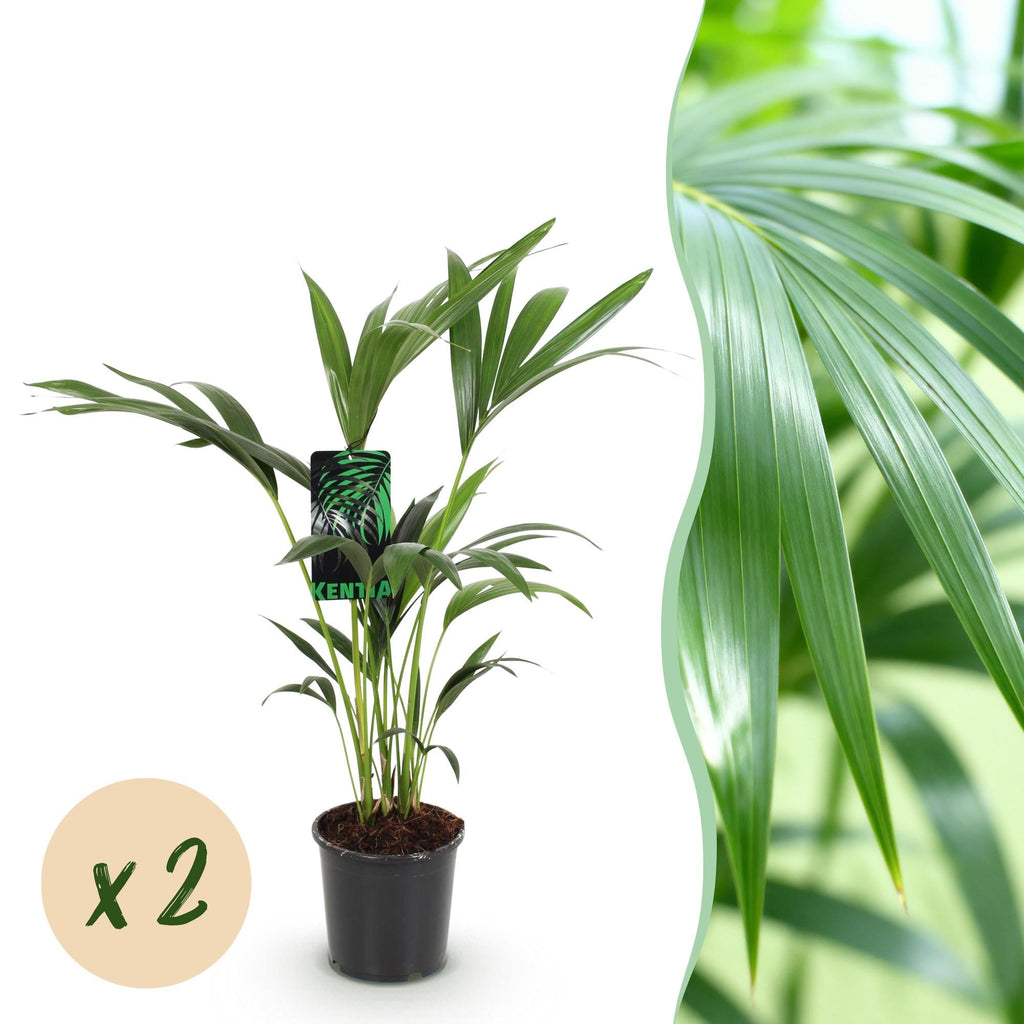 Howea Forsteriana – Kentia – Palme – 2 Pflanzen – 70-75cm – 17cm – Pflegeleichte Zimmerpalmen mit eleganten Wedeln