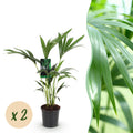 Howea Forsteriana – Kentia – Palme – 2 Pflanzen – 70-75cm – 17cm – Pflegeleichte Zimmerpalmen mit eleganten Wedeln