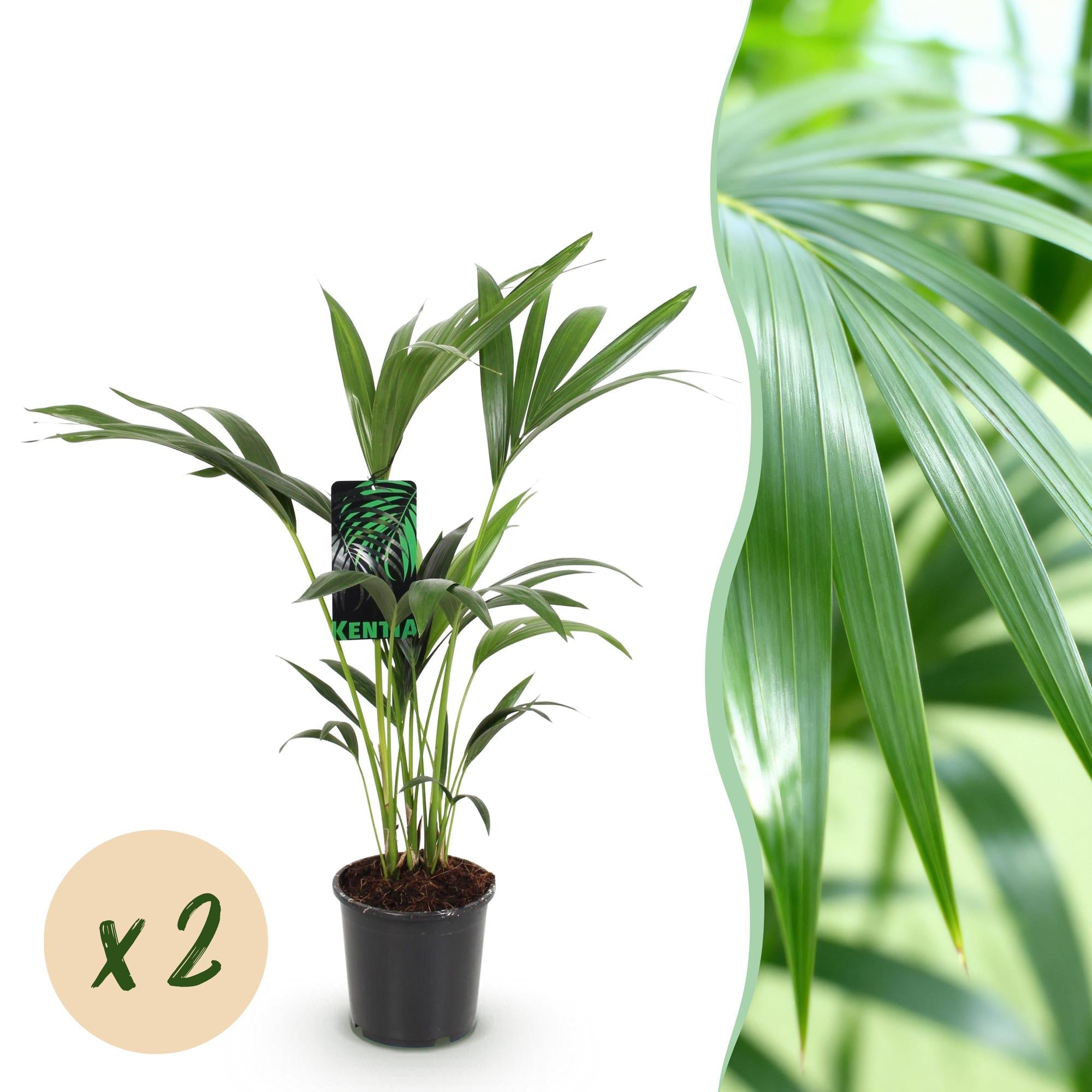 Howea Forsteriana – Kentia – Palme – 2 Pflanzen – 70-75cm – 17cm – Pflegeleichte Zimmerpalmen mit eleganten Wedeln