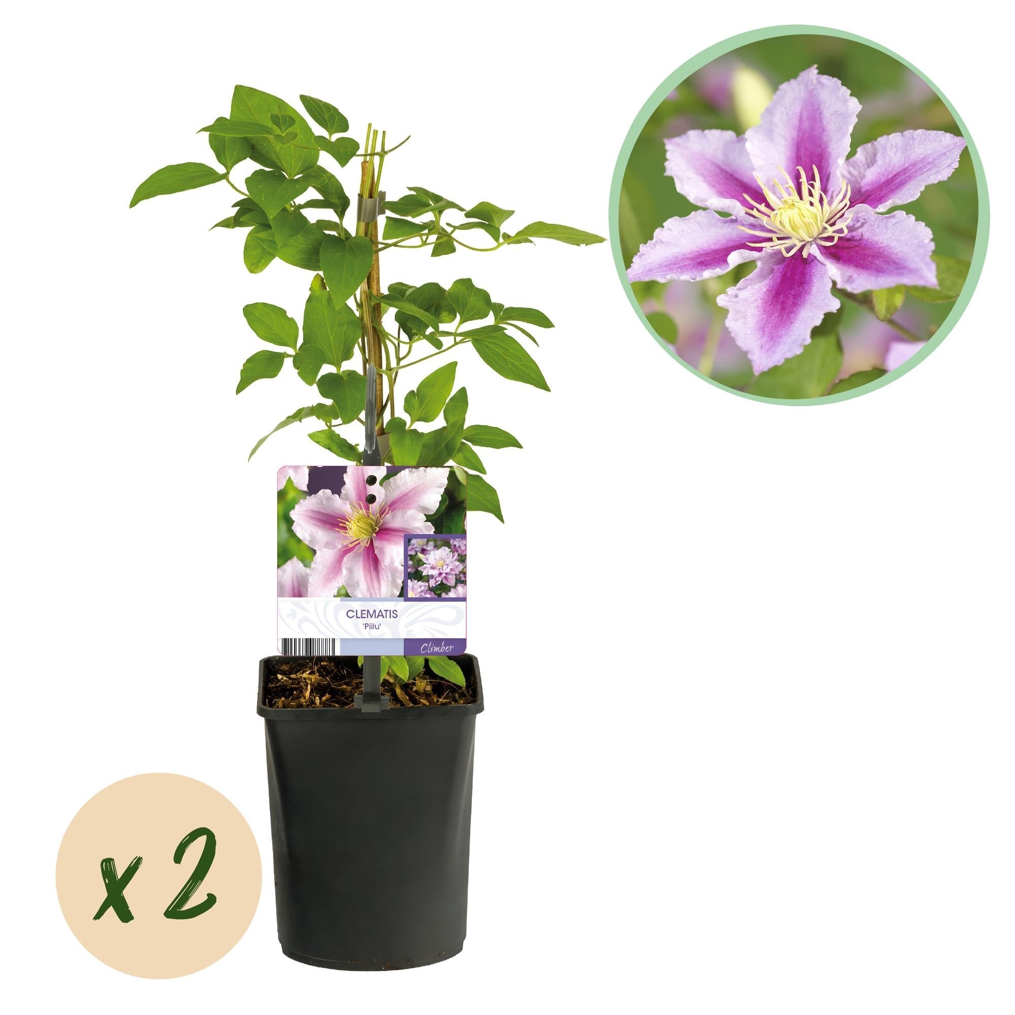 Kletterpflanze – Clematis Piilu – Rosa Blüten – 2 Pflanzen – 11cm – Höhe 40cm – Blüte Mai – September – Pflegeleicht & bienenfreundlich – Plant