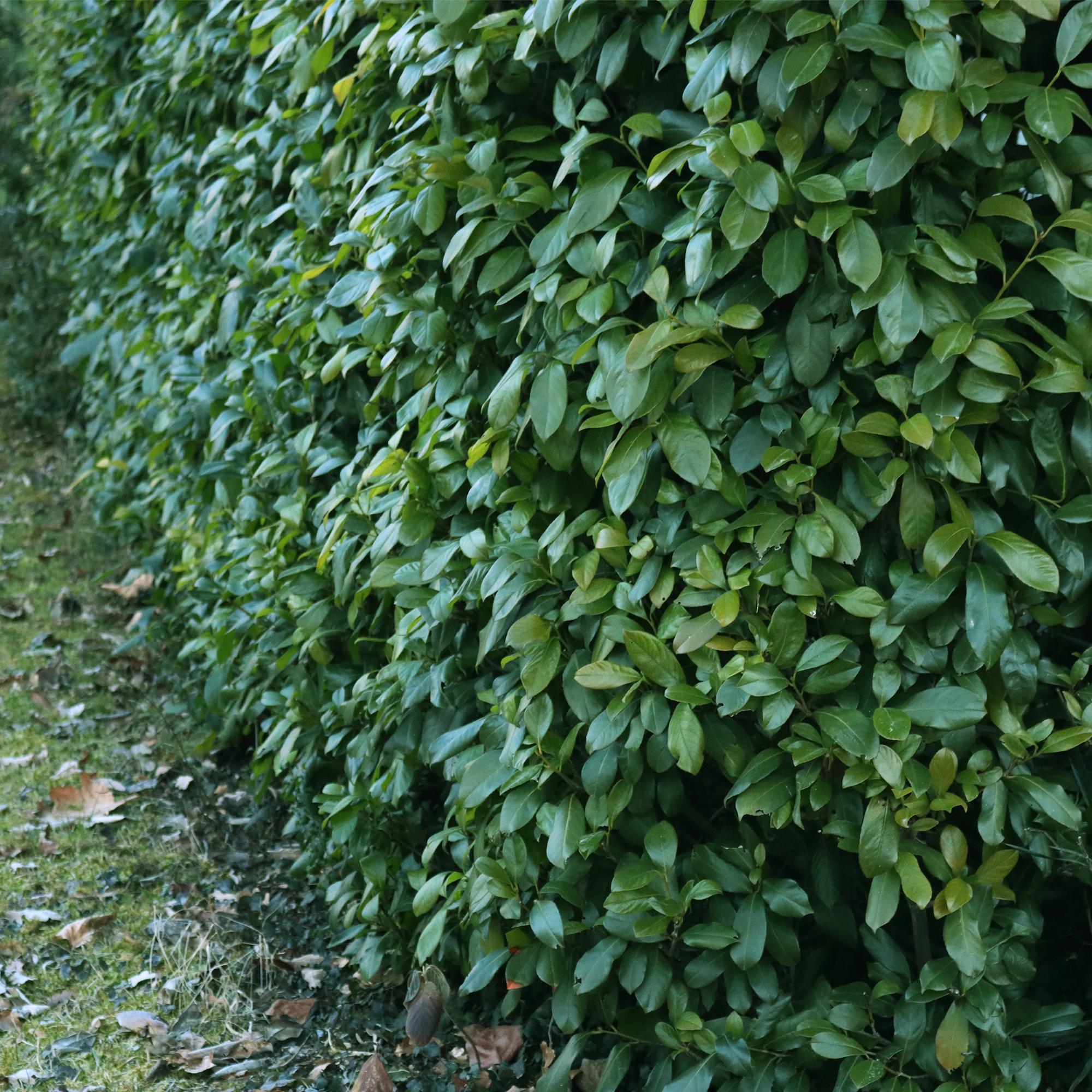 Kirschlorbeer Prunus laurocerasus Etna – Hecke – Blatt grün – 6 Pflanzen – 1 laufender Meter – Immergrün – 17cm x H50cm – Plant