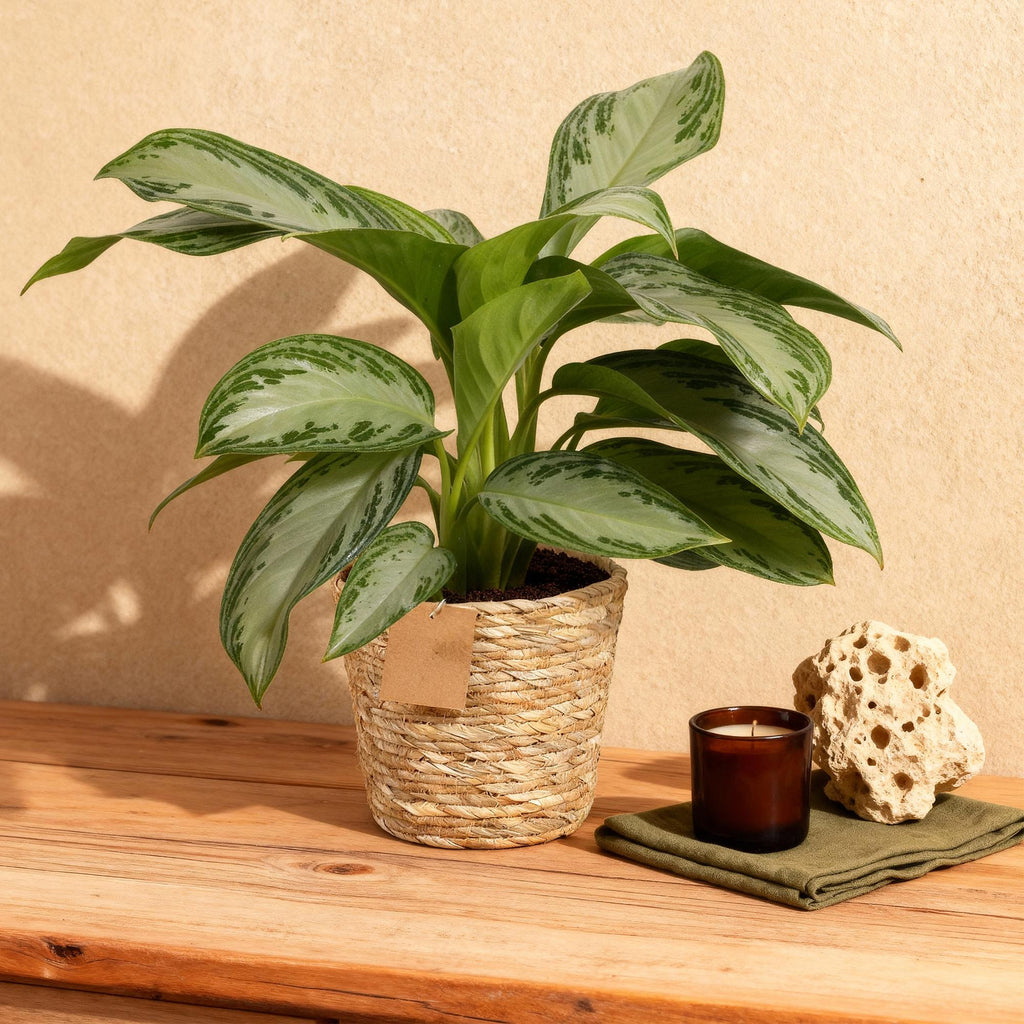 Aglaonema Silver Bay – 70-75cm – 17cm inkl. Naturkorb – Pflegeleichte silbergrüne Zimmerpflanze
