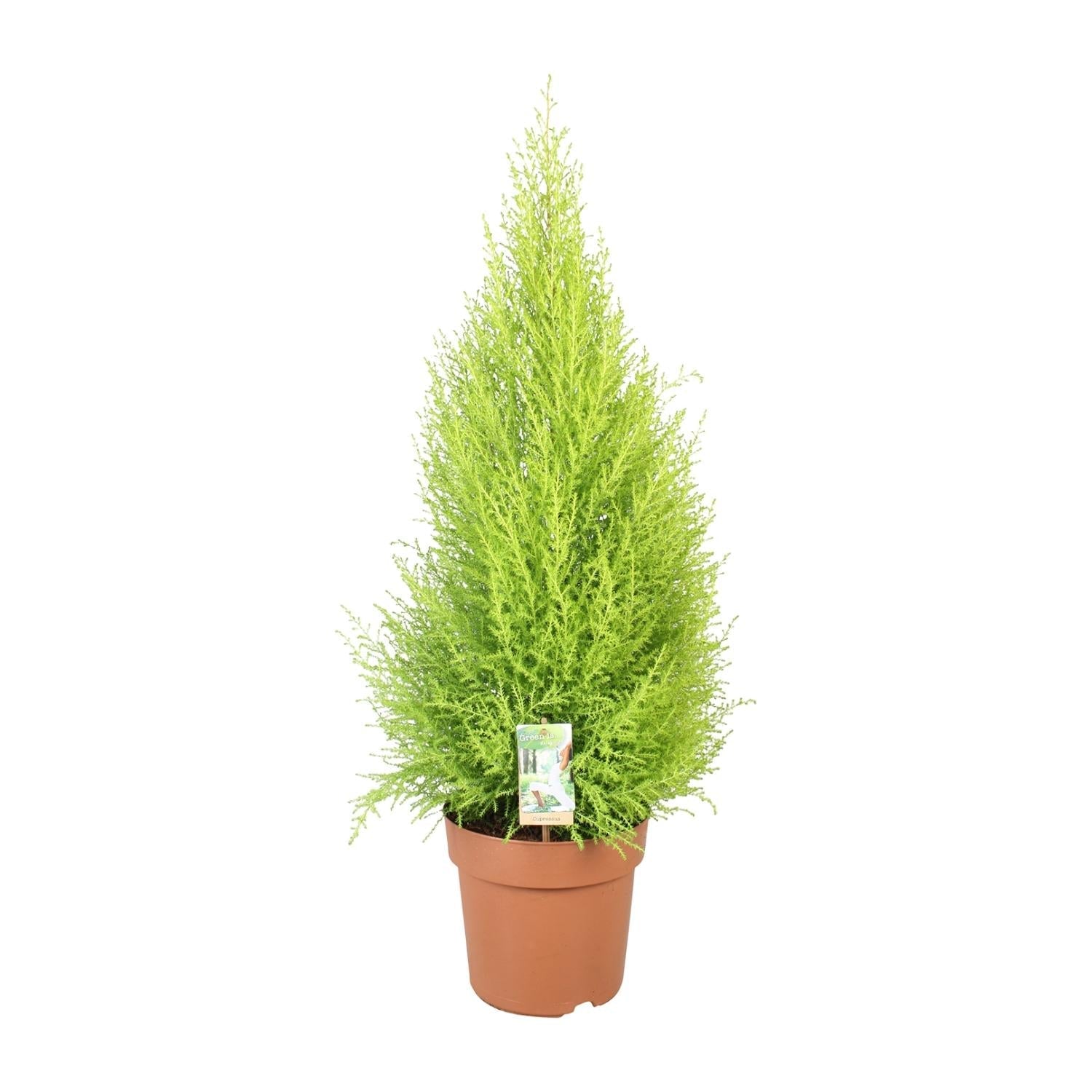 Cupressus Goldcrest 'Wilma' – Zeder – Zimmer – & Gartenpflanze – Ø21cm – Ca. 90cm hoch – Pflegeleichte Immergrüne mit zitronigem Duft – Plant