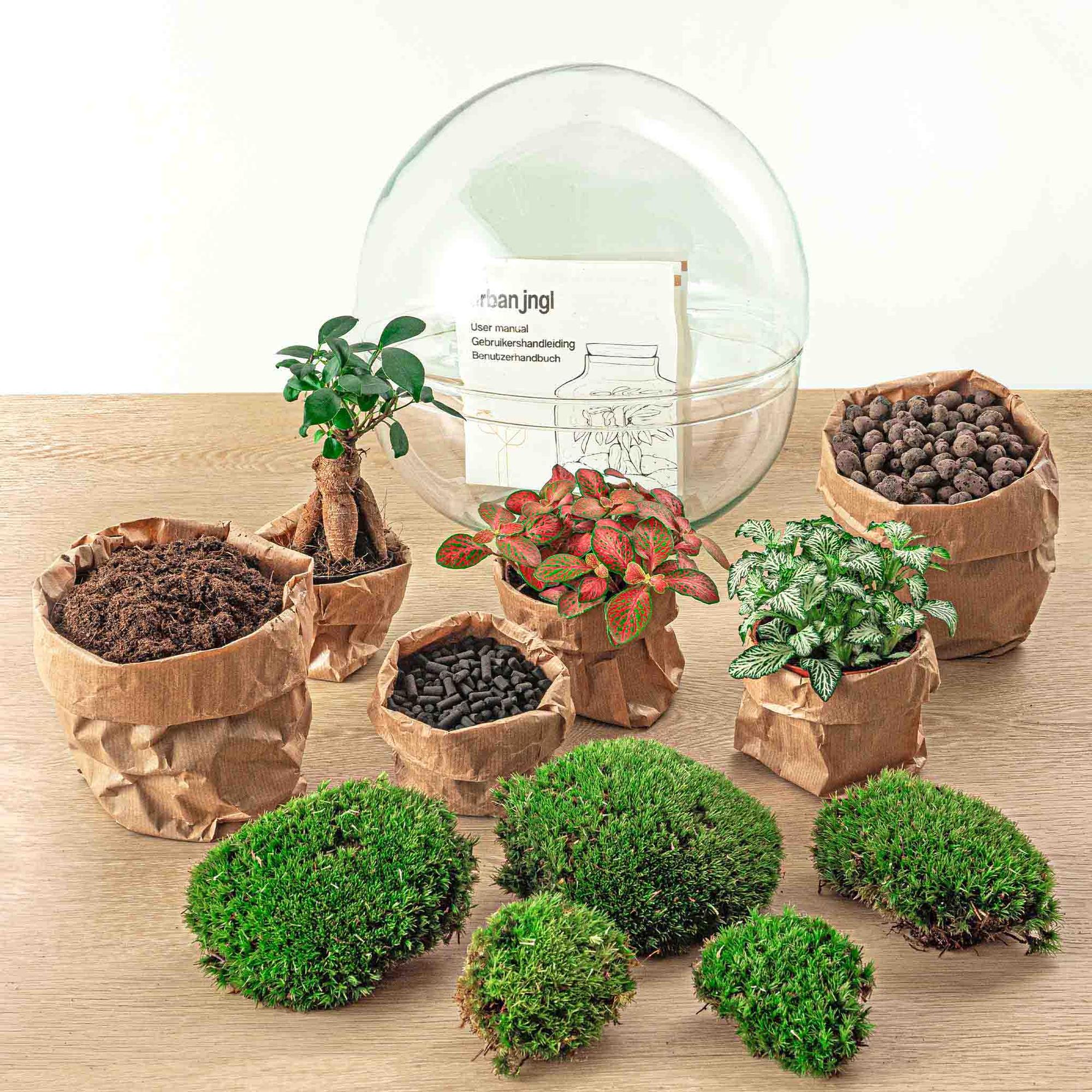 Flaschengarten DIY Bausatz Dome XL – Terrarium Ø30cm x H30cm – Selbstbewässerndes Pflanzterrarium mit Ficus Ginseng Bonsai & Fittonia – Do – It – Plant