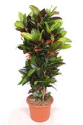 Codiaeum Petra – 180cm Zimmerpflanze – Bunter Wunderstrauch mit großen Blättern – Exotische Grünpflanze für Wohnzimmer Büro & Wintergarten – Plant