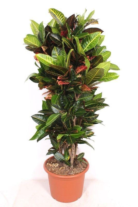 Codiaeum Petra – 180cm Zimmerpflanze – Bunter Wunderstrauch mit großen Blättern – Exotische Grünpflanze für Wohnzimmer Büro & Wintergarten – Plant