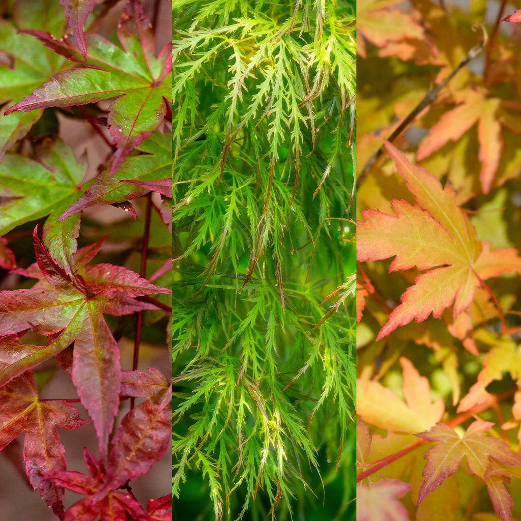 Ahorn Acer palmatum Tricolour – 3 Pflanzen – 12cm – Höhe ca. 35cm – Pflegeleichter japanischer Ahorn in Orange, Rot & Grün für Beet, Balkon & Terrasse