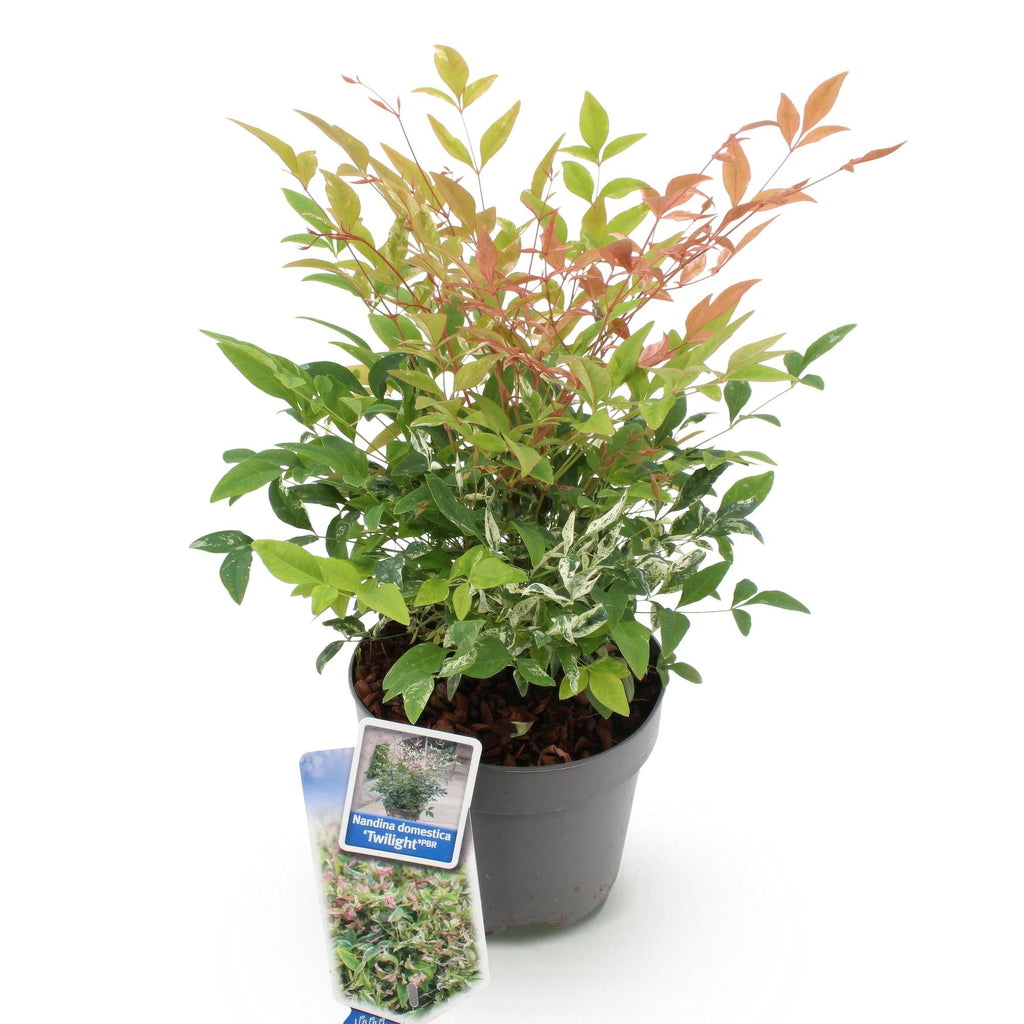 Heiliger Bambus Nandina Twilight – 17cm Höhe ca.45cm – Immergrün & farbwechselnd – Bunt rosa Laub – Pflegeleichter dekorativer Zierstrauch – Plant