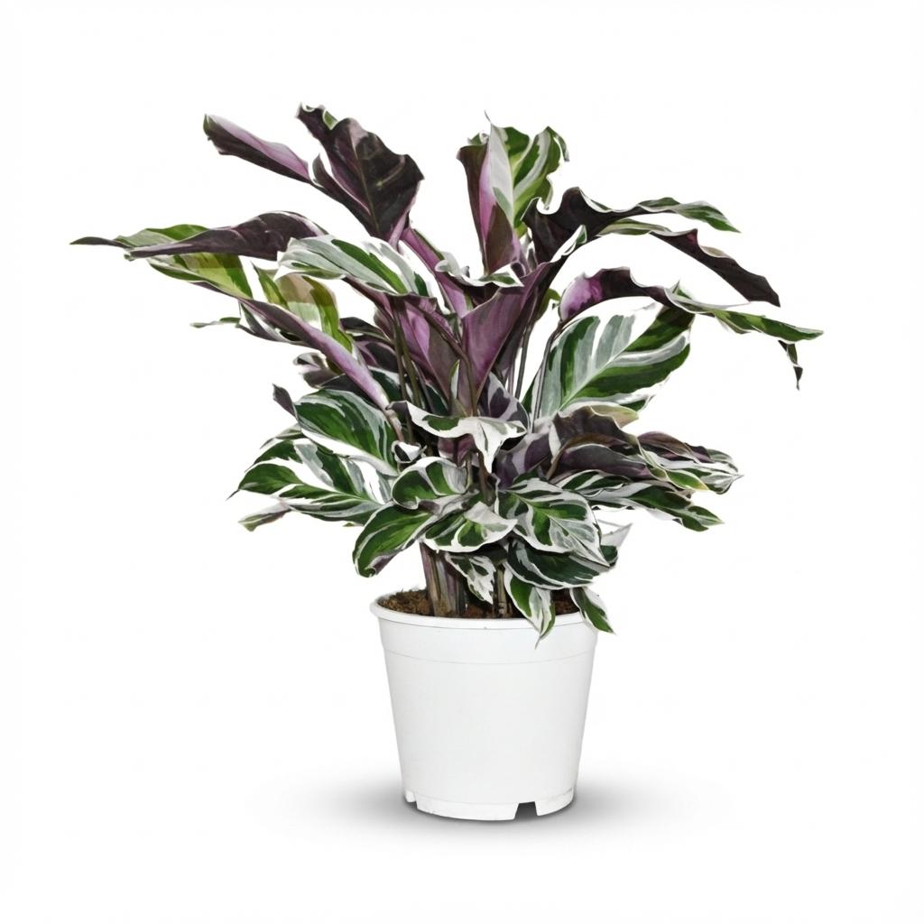 Korbmarante Calathea Fusion White Ø14cm Höhe 35-40cm – Seltene Gebetspflanze mit weißen & lila Blättern – Exklusive Zimmerpflanze für Wohnraum