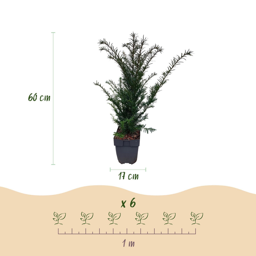 Europäische Eibe Taxus baccata – Immergrün – Heckenpflanze – 6 Pflanzen – 17cm x H60cm – pflegeleicht – Plant