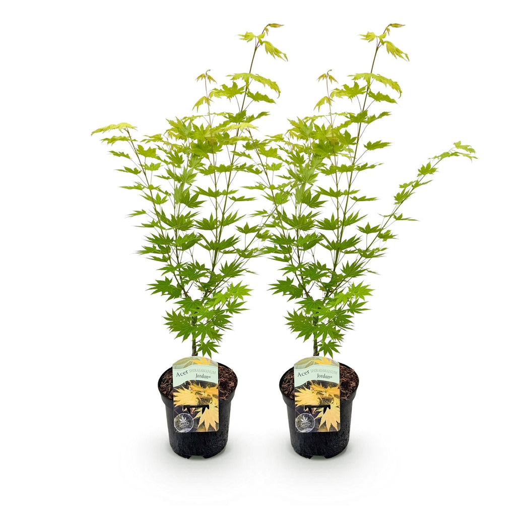 Japanischer Ahorn – Acer palmatum 'Jordan' – 2 Pflanzen – ca. 70cm hoch – Ø19cm – leuchtend gelbe Blätter – Balkon – & Gartenpflanze – Plant