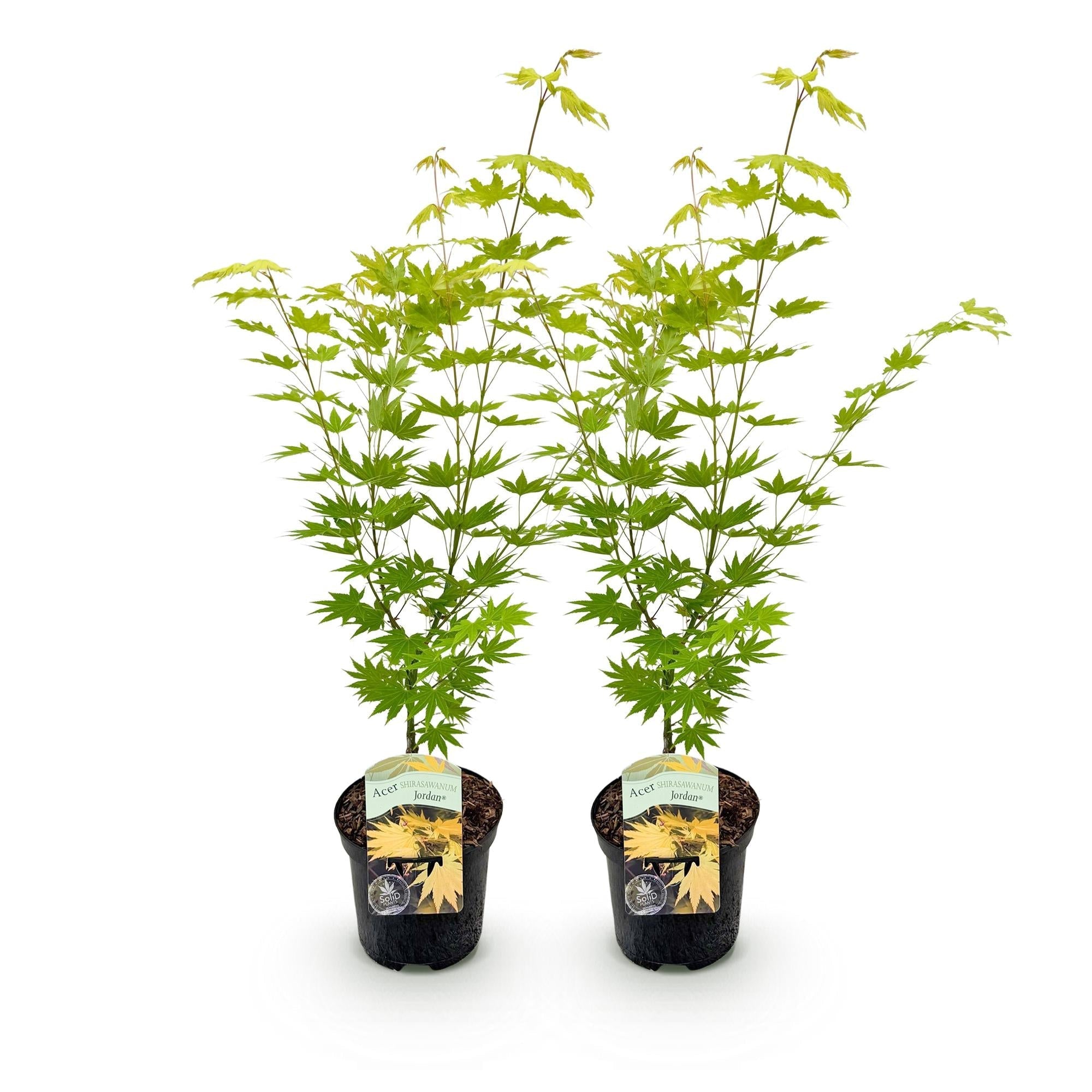 Japanischer Ahorn – Acer palmatum 'Jordan' – 2 Pflanzen – ca. 70cm hoch – Ø19cm – leuchtend gelbe Blätter – Balkon – & Gartenpflanze – Plant