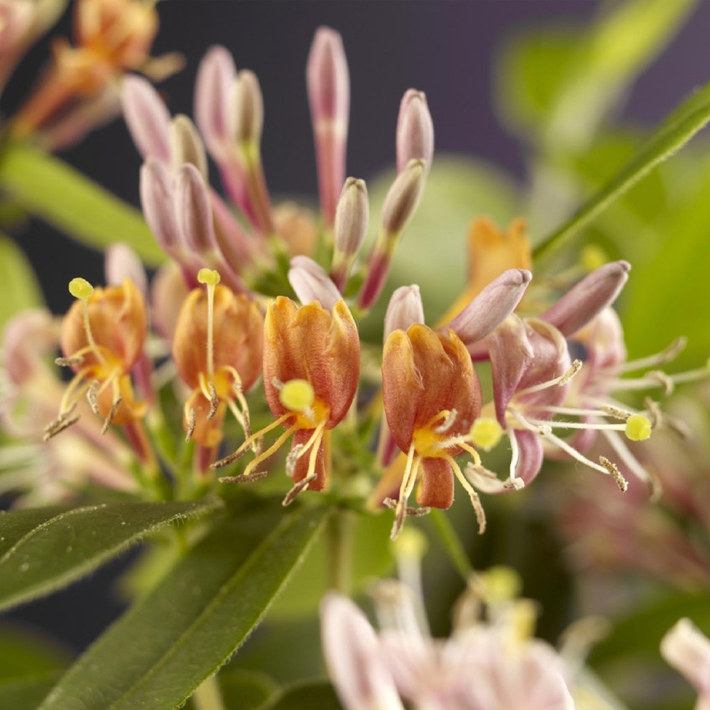 Geißblatt Lonicera henryi – 2 Pflanzen – Rosa Blüte – Schnellwachsende, duftende Kletterpflanze – Pflegeleicht & winterhart – Plant