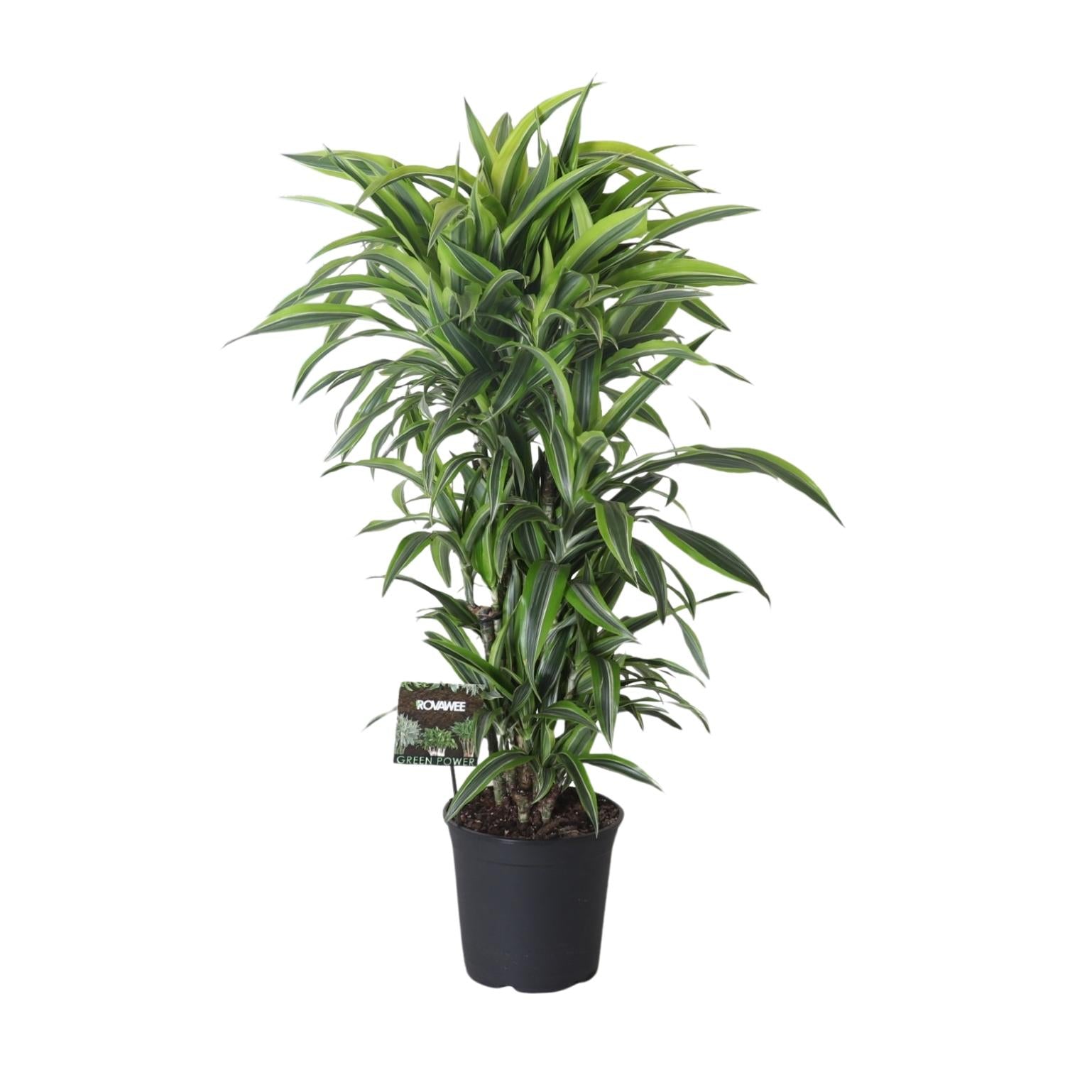 Drachenbaum Dracaena Fragrans 'Lemon Lime' – Zimmerpflanze – Ø27cm – Ca. 120 cm hoch – Pflegeleichte Grünpflanze mit auffällig grün-gelben Blättern & roten Rändern – Plant