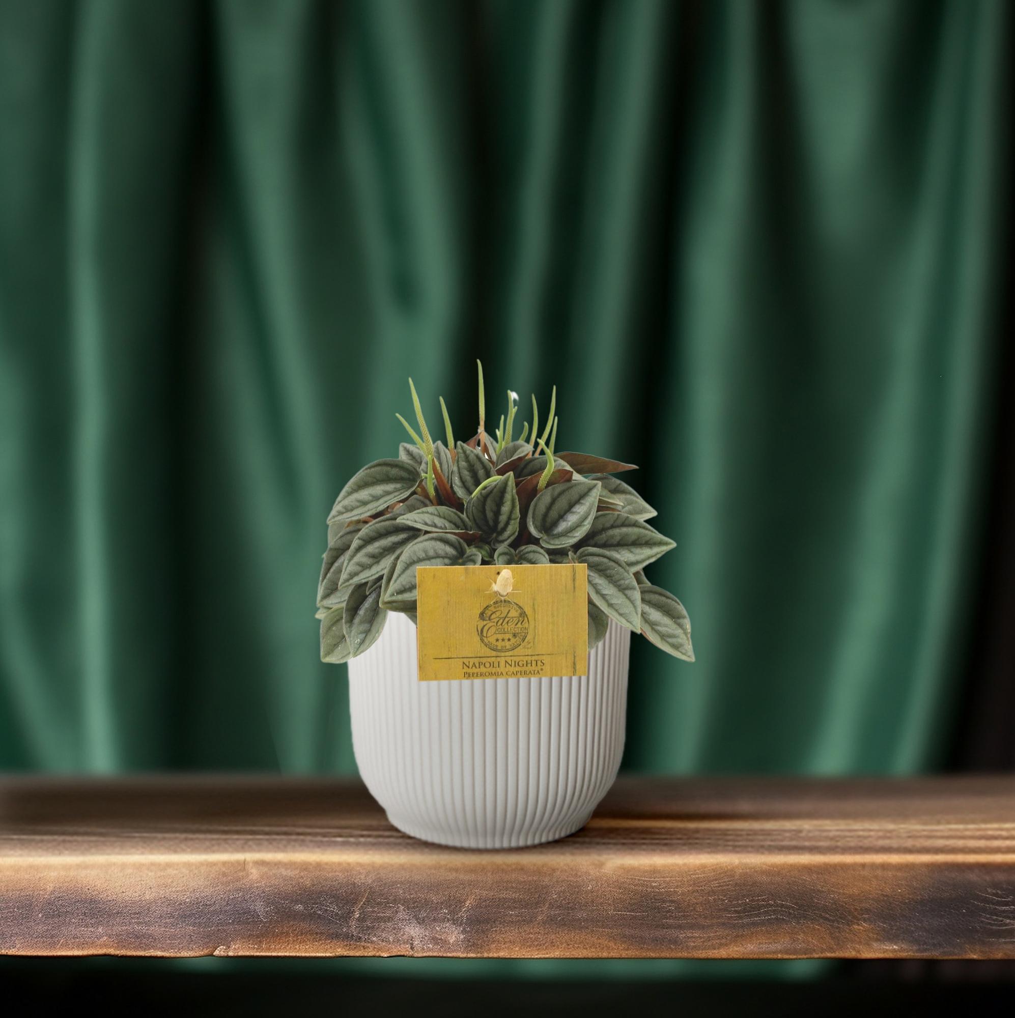 Peperomia Napoli Nights – Zimmerpflanze – Ø10,5cm – ca. 15cm hoch – Pflegeleichte, luftreinigende Sukkulente – Für Wohnung & Büro – Plant