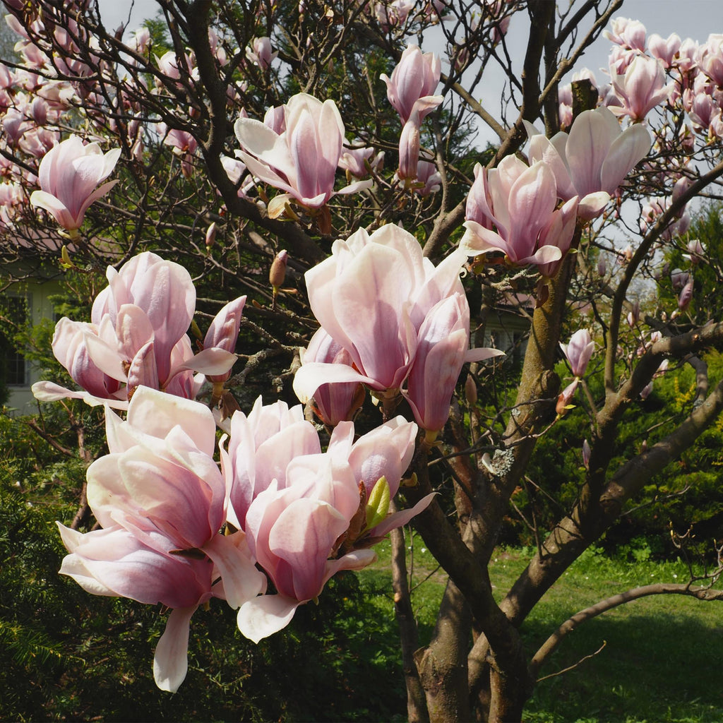 Tulpen – Magnolie Magnolia Soulangiana – Strauch/Baum – Blüten Hellrosa – Frühjahrsblüher – Pflegeleicht – 17cm Höhe 45cm – Für Garten & Terrasse – Plant
