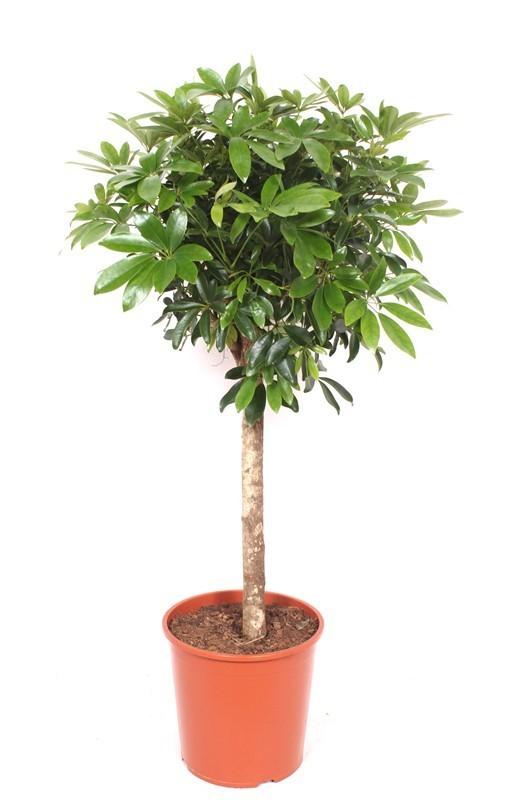 Schefflera – 150cm große Zimmerpflanze – Luftreinigende Strahlenaralie – Pflegeleichte Grünpflanze für Wohnzimmer Büro Wintergarten – Plant