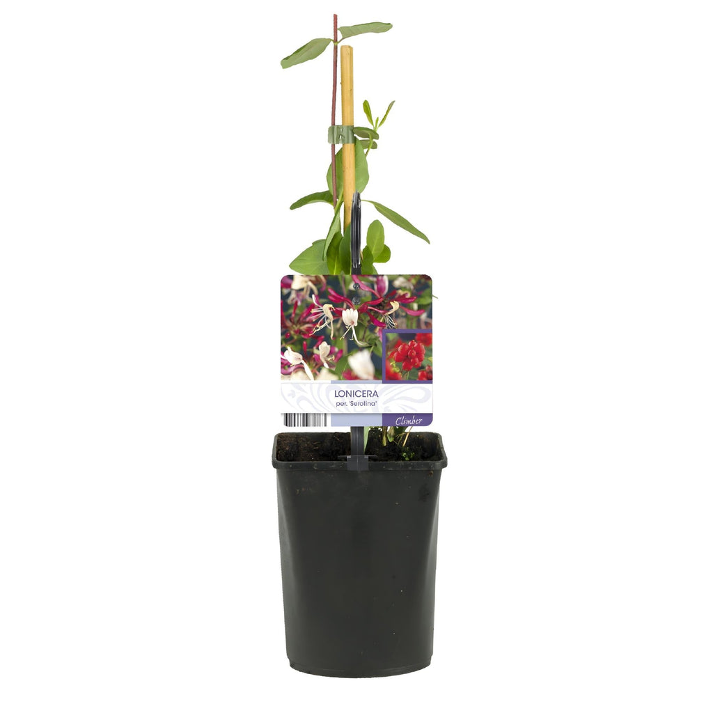 Kletterpflanze Lonicera Serotina – Rosa – Weiße Blüten – Spätsommerblüte – 2 Pflanzen – 11cm x H40cm – Winterhart & Pflegeleicht – Plant