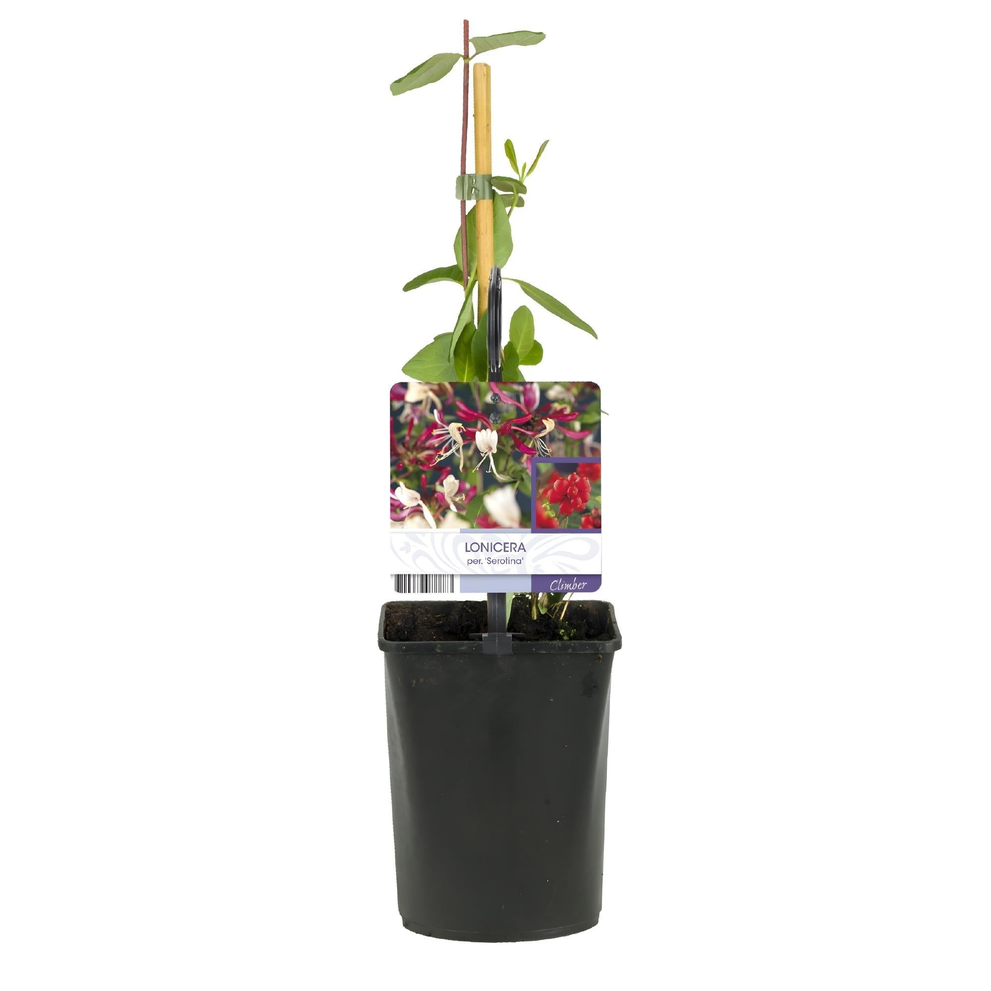 Kletterpflanze Lonicera Serotina – Rosa – Weiße Blüten – Spätsommerblüte – 2 Pflanzen – 11cm x H40cm – Winterhart & Pflegeleicht – Plant