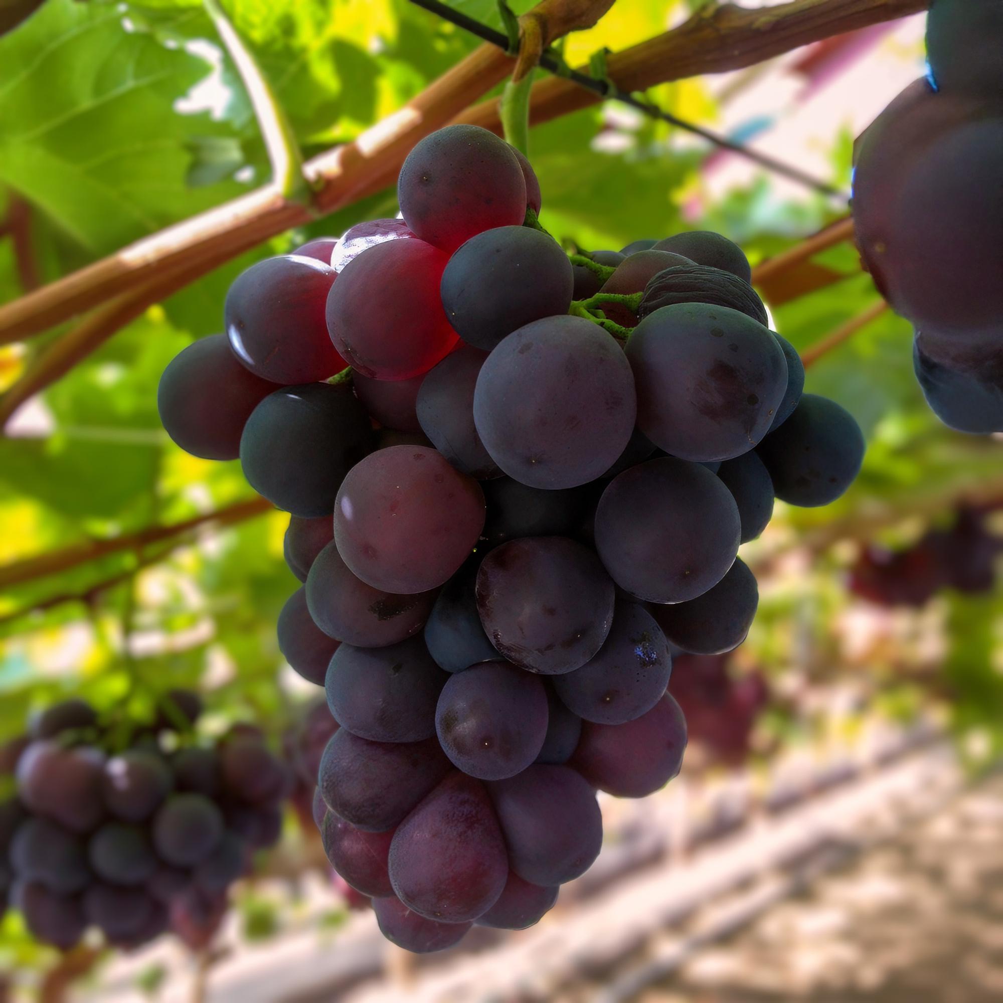 Weinrebe – Vitis vinifera Himrod – Kernlose Trauben – 2 Pflanzen – Obstpflanze – 15cm – Höhe 50cm – Plant