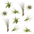 Tillandsia Air Mix – 10 Luftpflanzen – Ø6cm – ca. 6cm hoch – Pflegeleichte Tillandsien – Mischung – Für kreative Deko & helle Innenräume – Plant