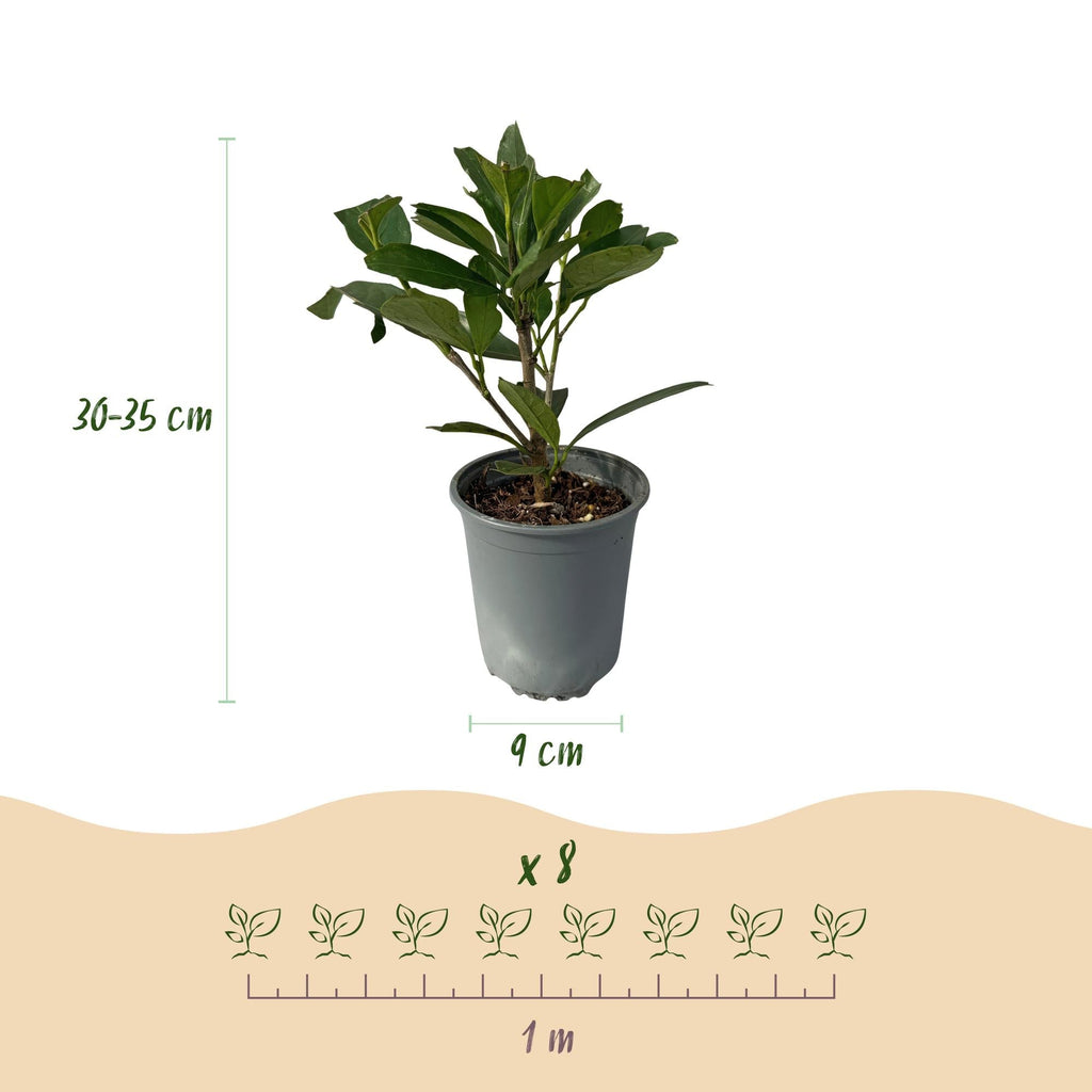 Kirschlorbeer Prunus laurocerasus Caucasica – Immergrün – 8 Pflanzen für 1m Hecke – Schnellwachsende & winterharte Heckenpflanze – Ø9cm Höhe 30-35cm – Plant