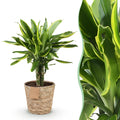 Dracaena fragrans Golden Coast – 50-55cm – 17cm inkl. Naturkorb – Pflegeleichter Drachenbaum mit goldgrünem Blattwerk – Plant