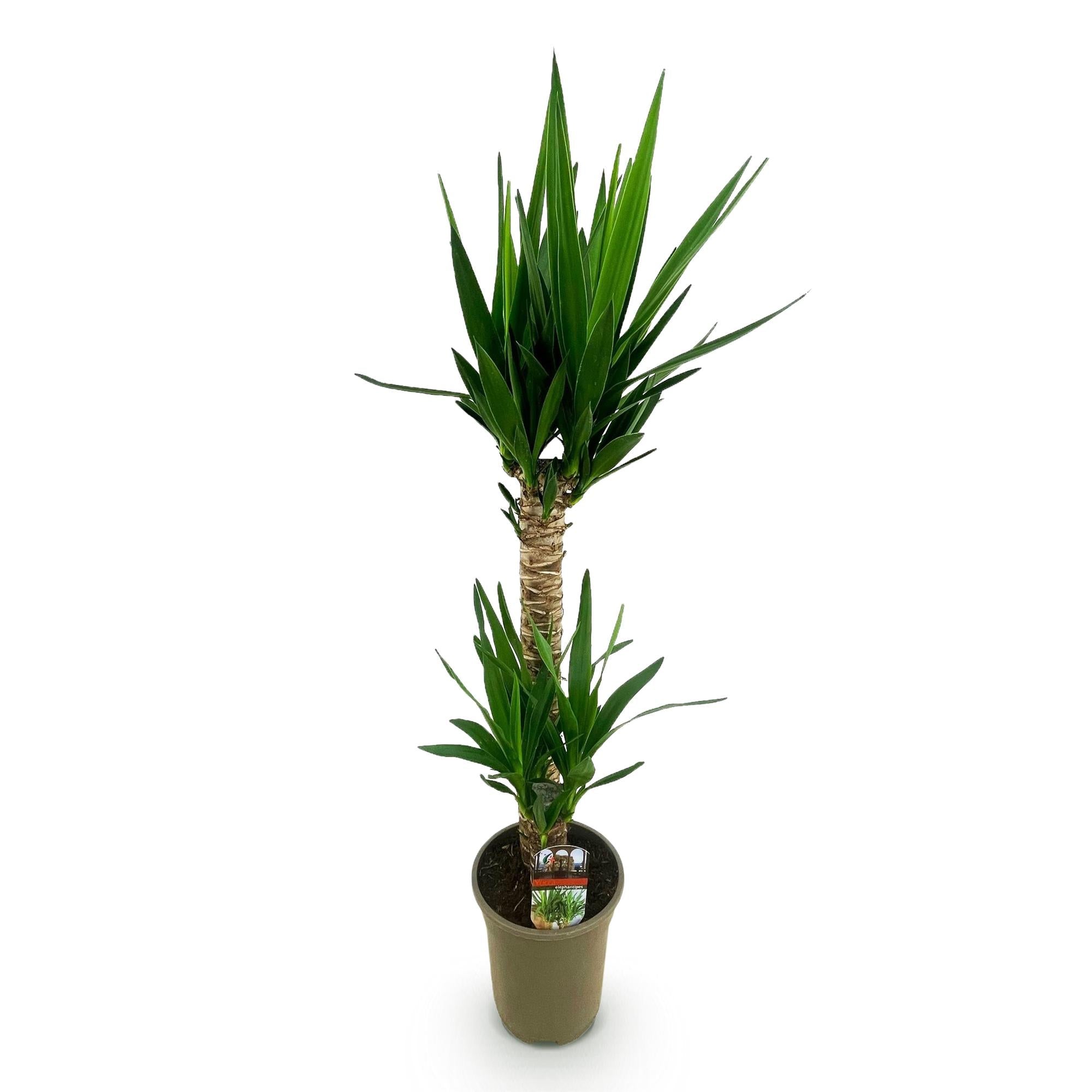 Yucca Elephantipes – 120cm – 19cm – Pflegeleichte Zimmerpflanze mit schmalen Blättern – Robuste Palmlilie für helle & halbschattige Innenräume – Plant