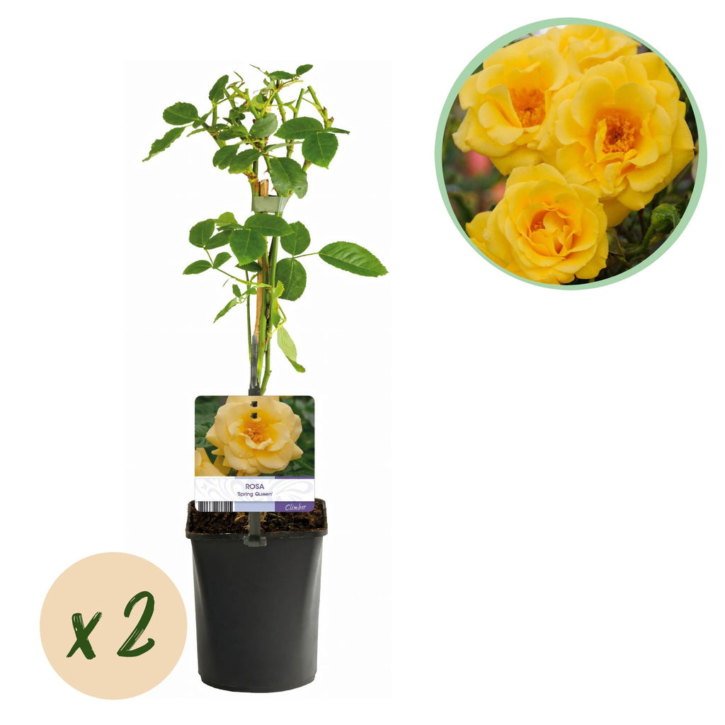 Kletterrose Rosa Spring Queen – Gelb – Pflegeleicht – 2 Pflanzen – 11cm x H40cm – Duftende Rosen für Garten, Balkon & Terrasse – Plant