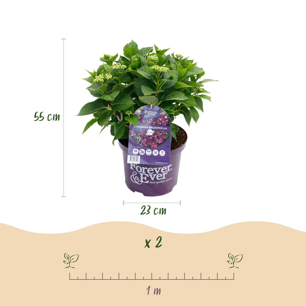 Hortensie Forever & Ever Lila – Hydrangea macrophylla – Lila – Balkonpflanze – 23cm 55cm hoch – 7-12 Blüten – Für Balkon, Terrasse & Beet – Plant