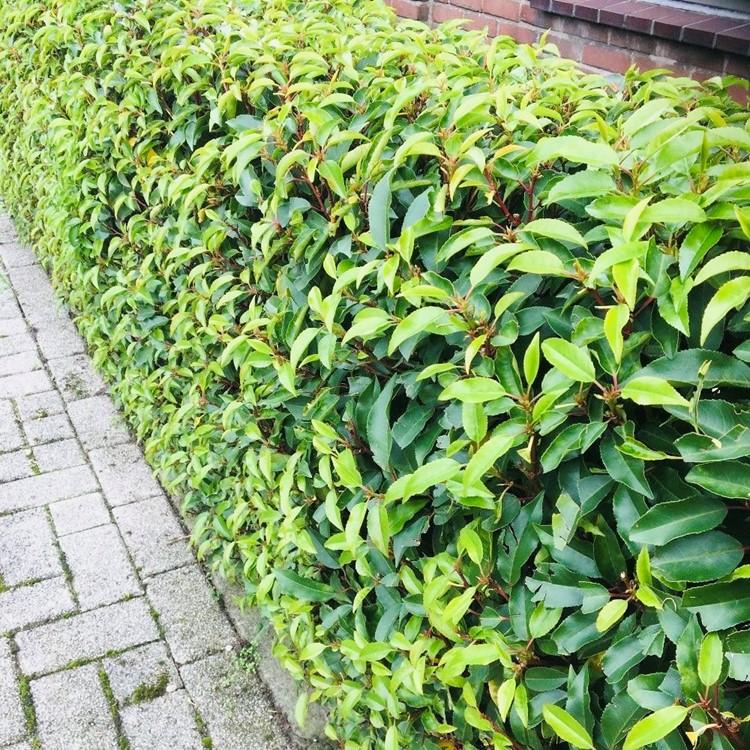Chickasa – Pflaume – Prunus lusitanica Angustifolia – 6 Pflanzen – Heckenpflanze 1m – Immergrün – Blatt grün – 17cm – Höhe 50cm – Plant