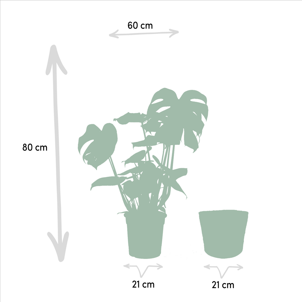 Strelitzia Nicolai – Ø19cm – ↕85cm + Monstera Deliciosa – Ø21cm – ↕75cm inkl. Naturkorb – Tropisches Zimmerpflanzen – Set mit luftreinigend – Plant