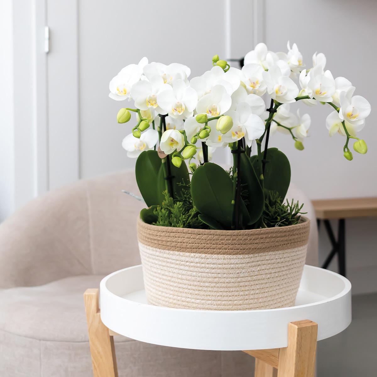 Orchideen Set Weiß im Baumwollkorb mit Wassertank – 3 Phalaenopsis Orchidee 12cm + Rhipsalis & Tillandsie – Deko Orchideen Arrangement mit integriertem Bewässerungssystem – Plant