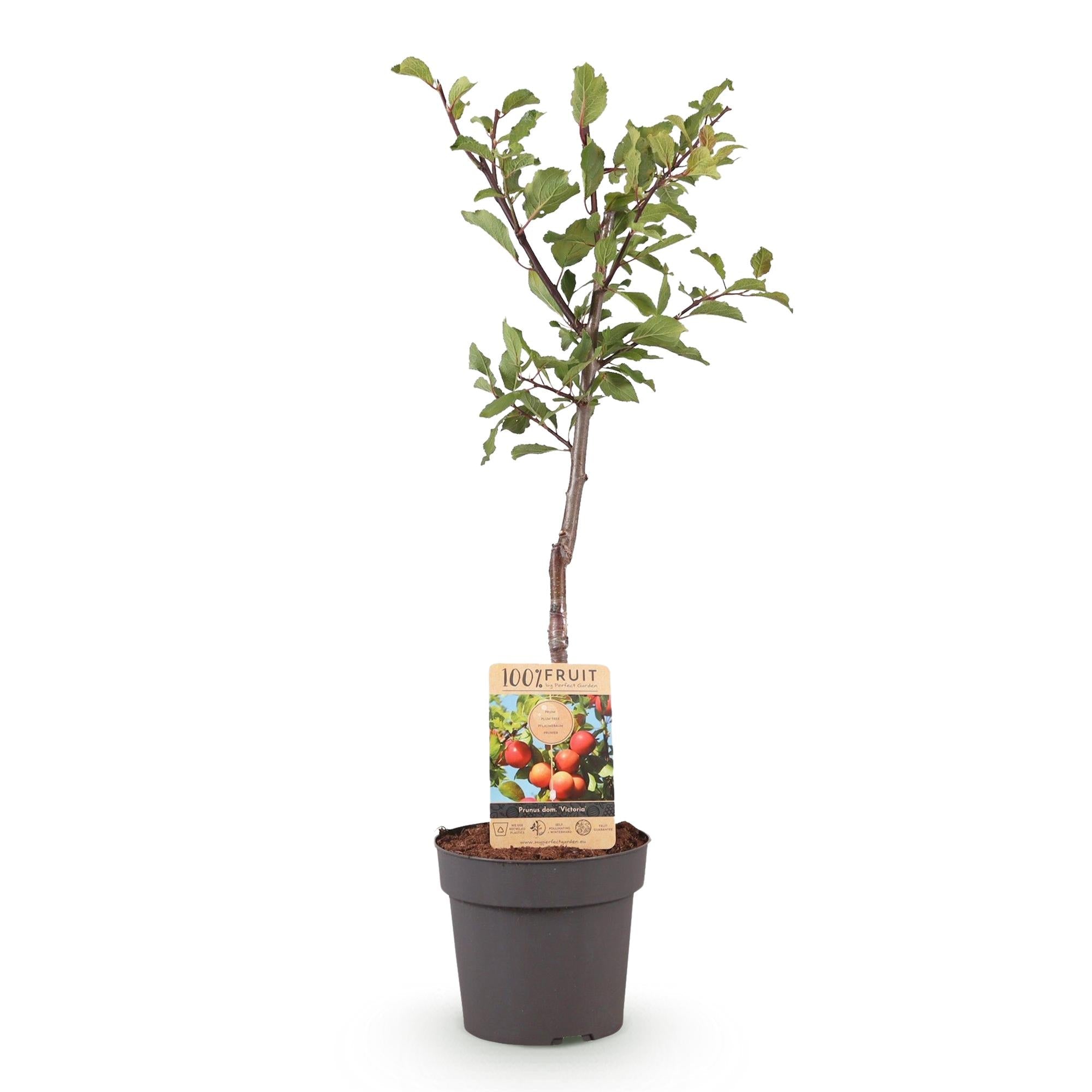 Pflaumenbaum Prunus domestica Victoria – Obstpflanze – Rote Pflaumen – 21cm – Höhe 90cm – Einfache Pflege – Sommerliche Ernte – Plant