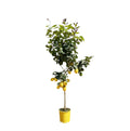 Zitronenbaum – Citrus limon – ca. 150cm hoch – Ø24cm – duftende Blüten & essbare Zitronen – immergrüne Zimmer – & Terrassenpflanze – Plant