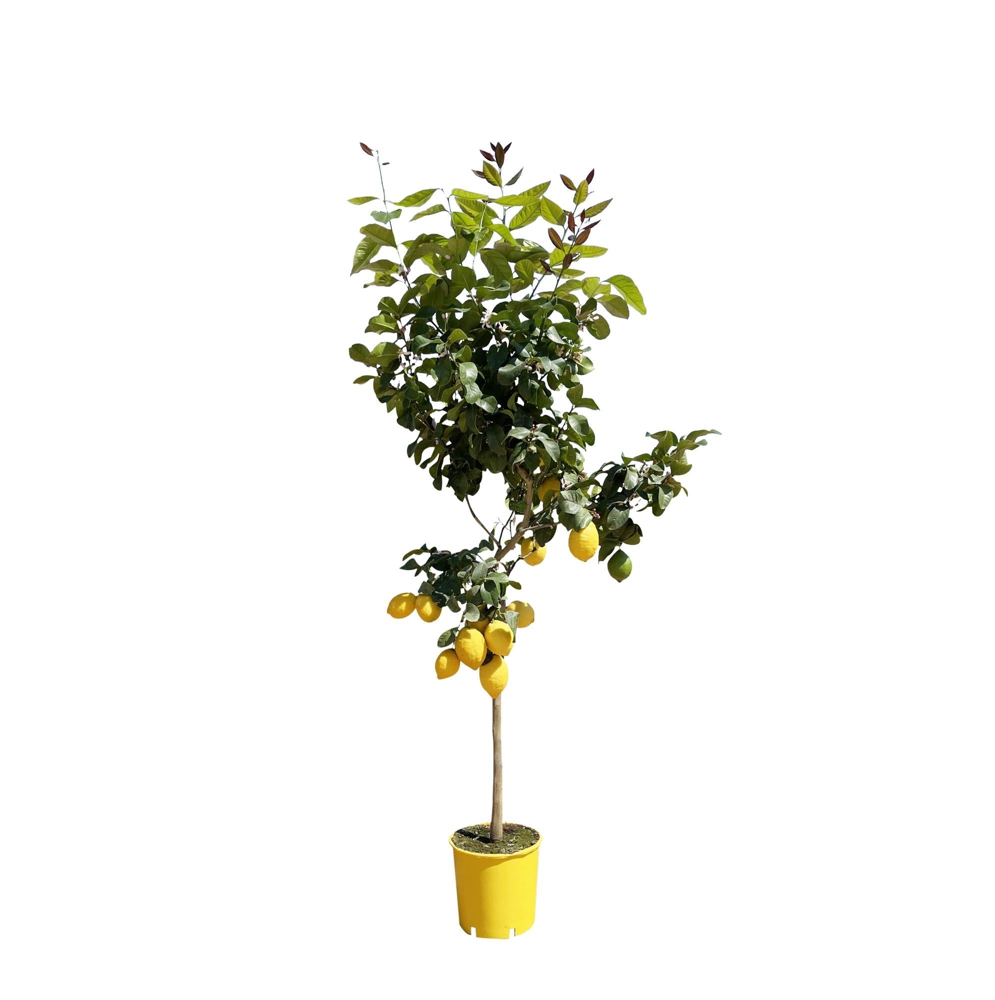 Zitronenbaum – Citrus limon – ca. 150cm hoch – Ø24cm – duftende Blüten & essbare Zitronen – immergrüne Zimmer – & Terrassenpflanze – Plant