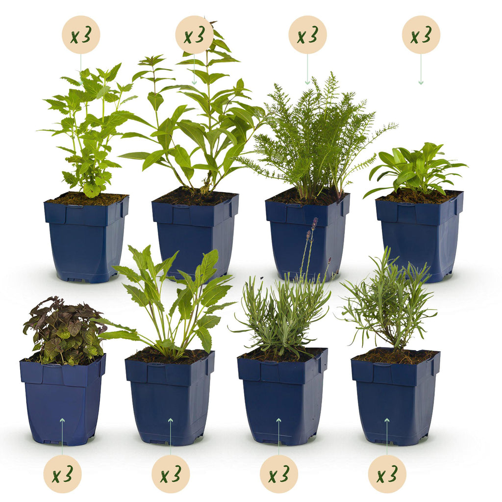 Staudenset – Duftende Blumen – 24 Stauden Ø11cm – Für ca. 3m² – Bienenfreundlich & pflegeleicht – Verschiedene Farben & Blütezeiten – Plant