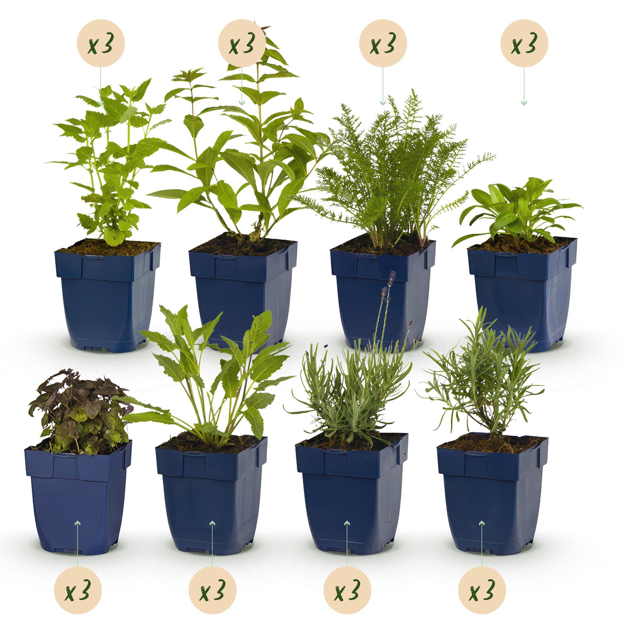Staudenset – Duftende Blumen – 24 Stauden Ø11cm – Für ca. 3m² – Bienenfreundlich & pflegeleicht – Verschiedene Farben & Blütezeiten – Plant