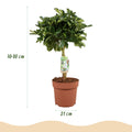 Schefflera Gold Capelle Fingerbaum Pflanze mit weißem Topf Ø21cm Höhe 70-81cm Pflegeleichte Grünpflanze mit goldenen Blattakzenten für Zimmer & Büro