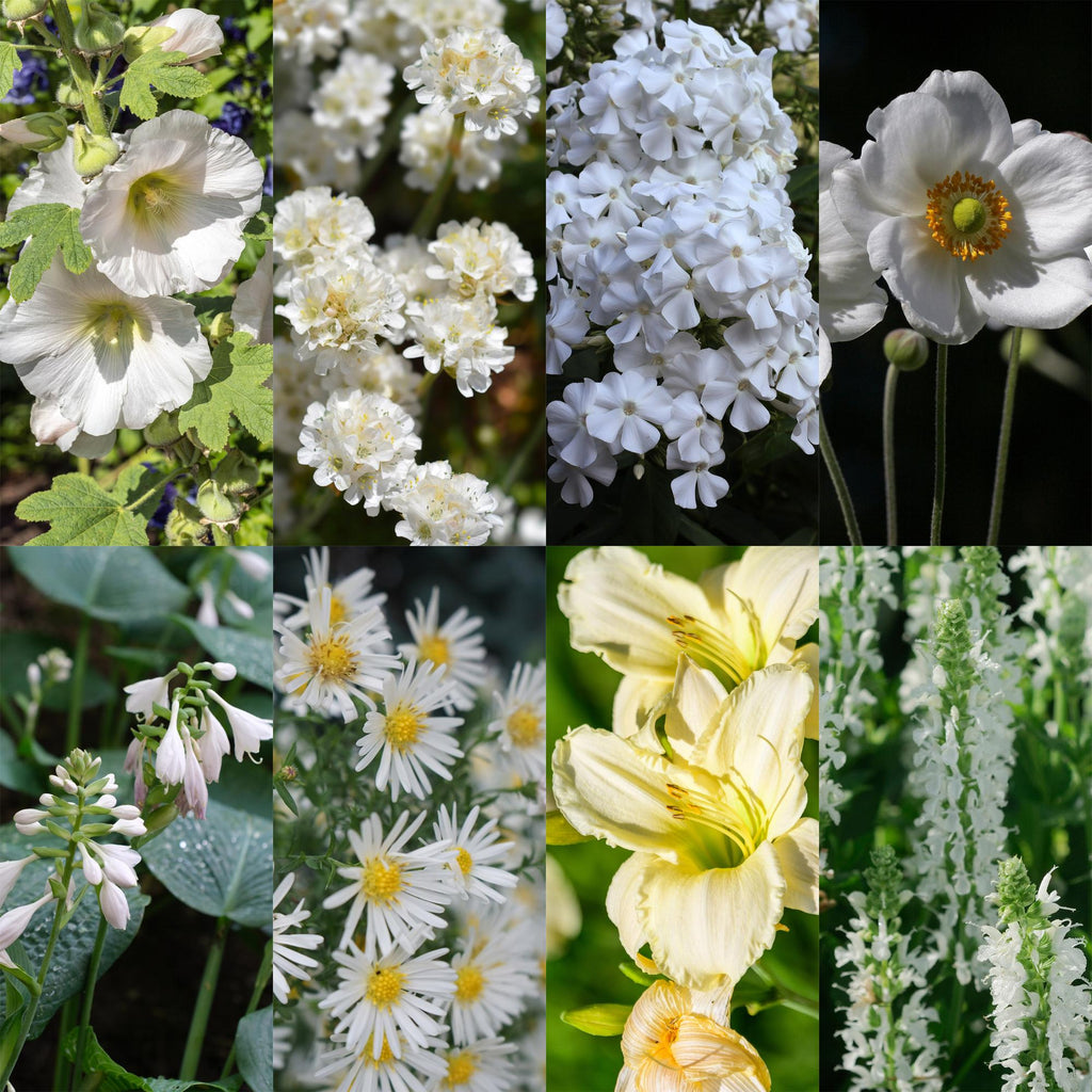 Staudenset Weiß – 24 weißblühende Stauden für ca. 3m² – Elegantes Borderpaket für sonnige Gartenbereiche – Pflegeleicht & harmonisch abgestimmt – Plant