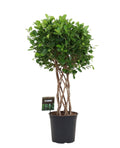 Ficus Moclame – 120cm – Geflochtener Zylinderstamm – Elegant gewachsene Zimmerpflanze für helle Innenräume – Immergrüne Ficus – Art Ø24-27cm – Plant